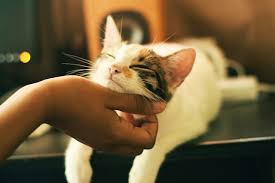 Booking cat