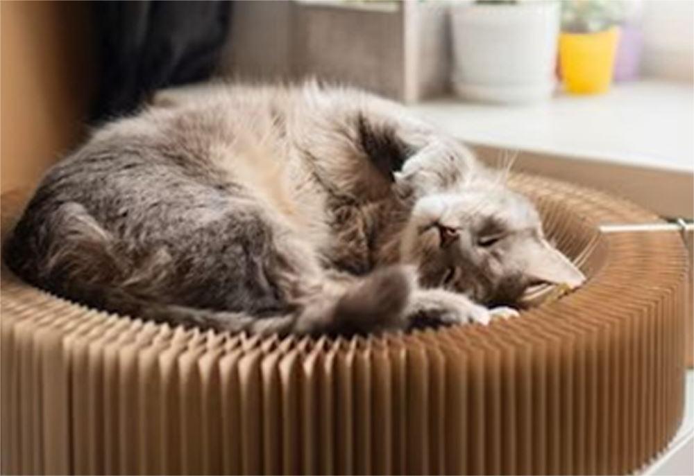 Cat Boarding